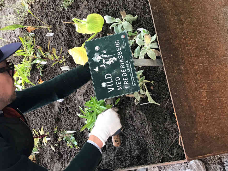 Udplantning af stauder til staudeuddelingsdag i borgers gadehave