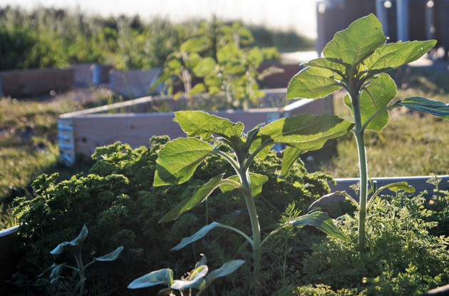 Grønne initiativer på Frederiksberg